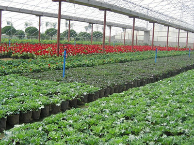 無土栽培育苗專用基質(zhì) 讓水果種植更高效、更健康